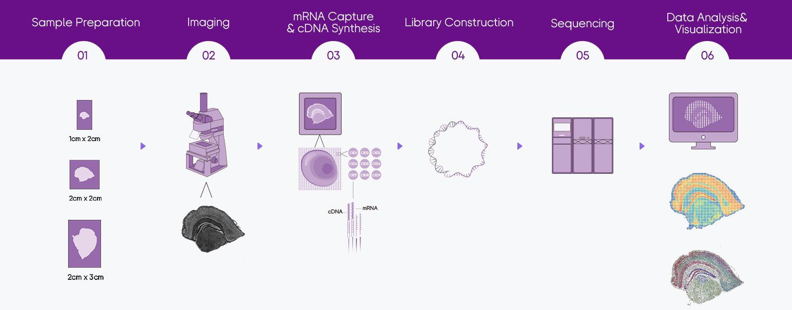 Stereo-seq Transcriptomics for Large Chip Designs workflow