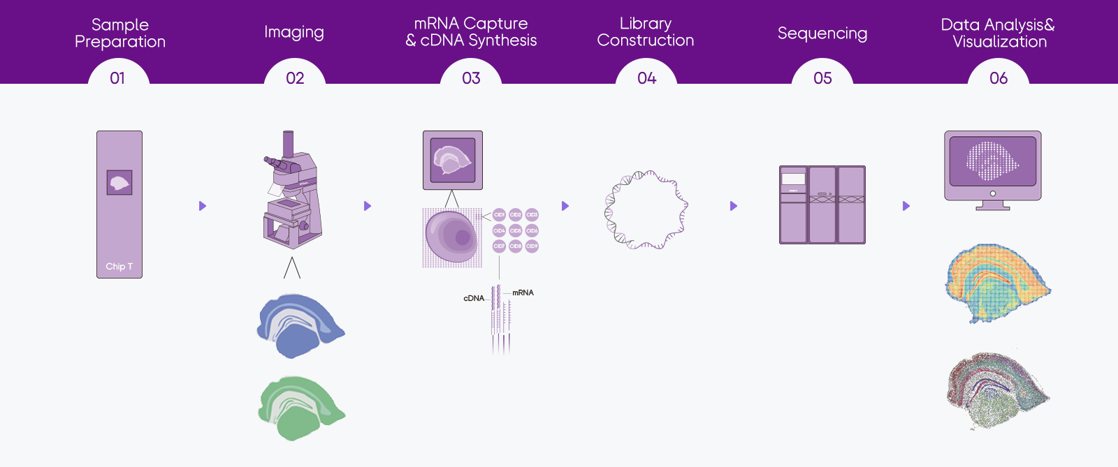 Stereo-seq Transcriptomics mIF solution workflow