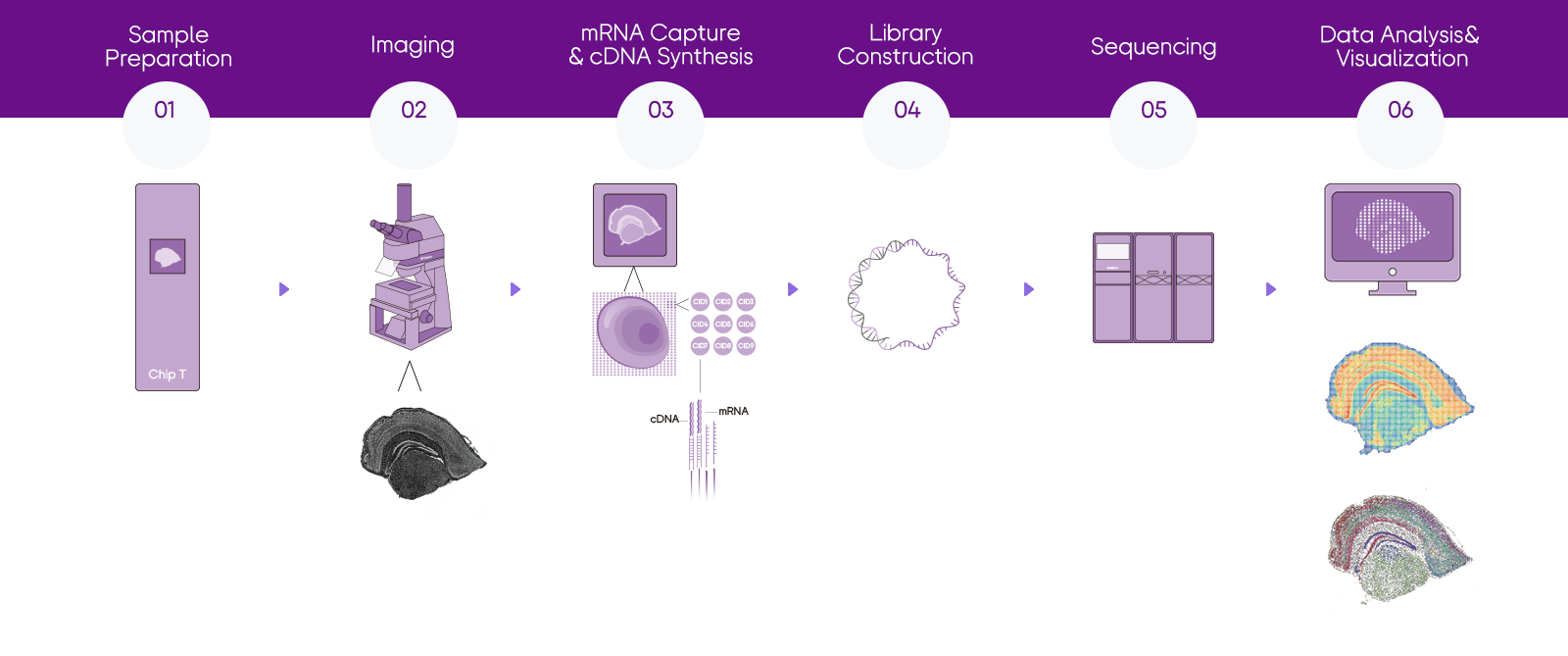 Stereo-seq Transcriptomics solution Workflow