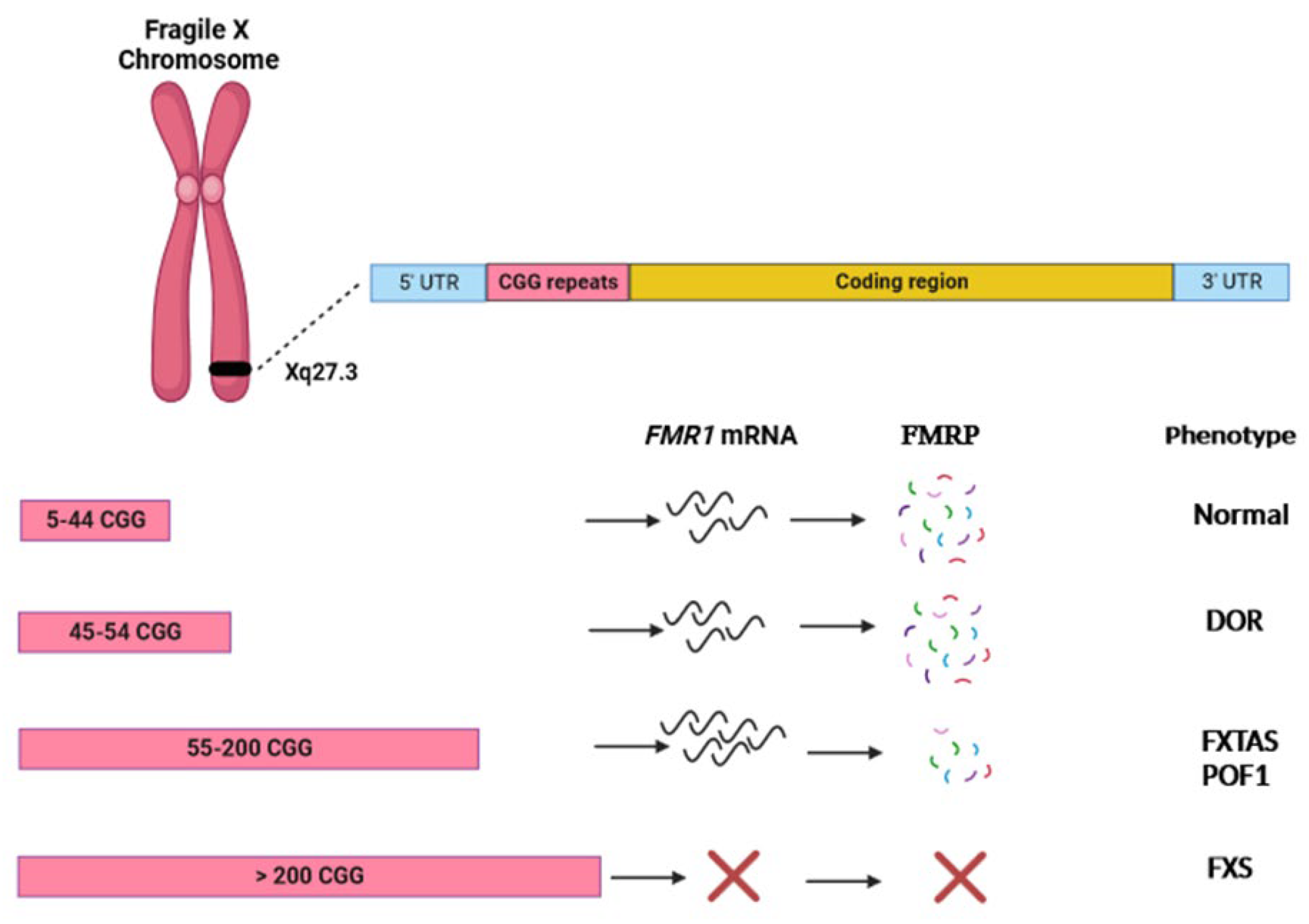 FMR1 - Fragile X